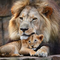 Obraz premium Lion