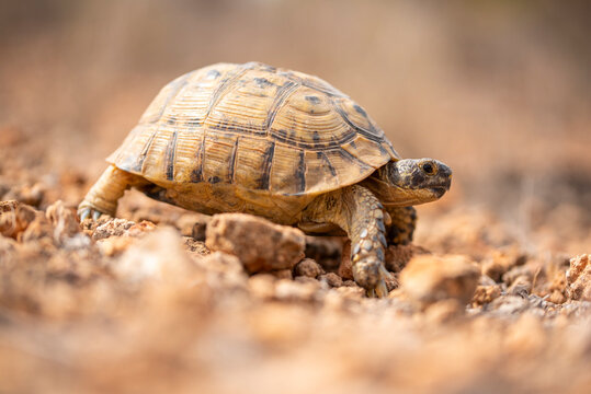 Testudo graeca navigating through a rocky terrain