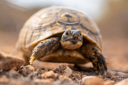 Close-up image of a Testudo graeca in its natural habitat