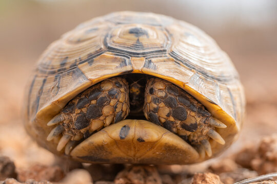 Close-up of a shy Testudo graeca in natural habitat