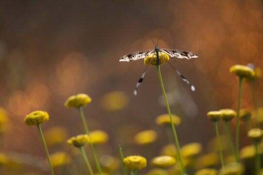 Nemoptera bipennis perched on wildflowers in natural habitat