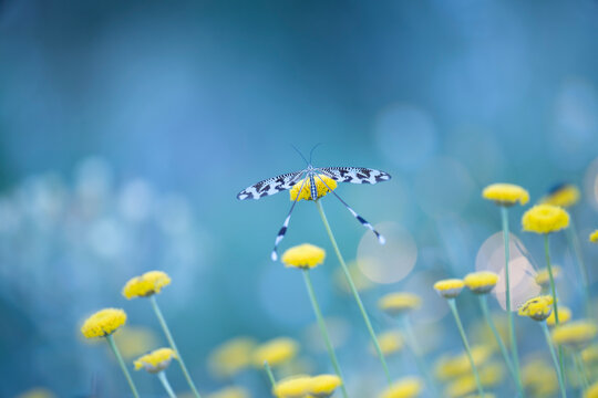 Delicate Nemoptera bipennis on soft blue background