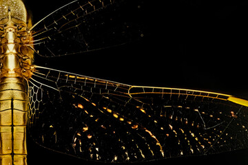 Close-up view of wings of a sympetrum dragonfly in striking detail
