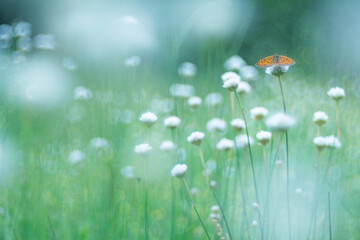Red-Band Fritillary Butterfly on flowers in a misty spring meadow