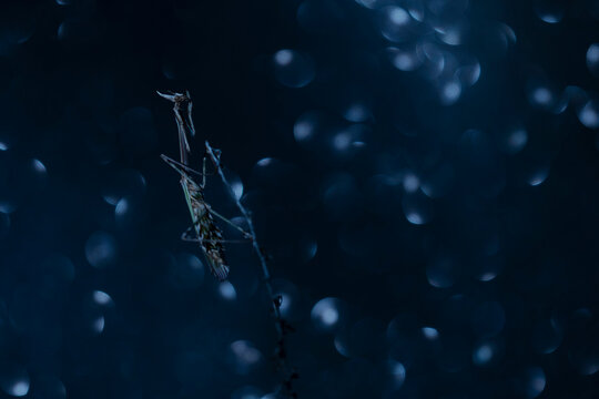 Closeup of an Empusa pennata in a blue shade environment