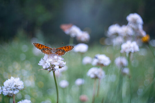 Fototapeta Close-up of a Red-Band Fritillary butterfly on a white flower in a blurred green meadow