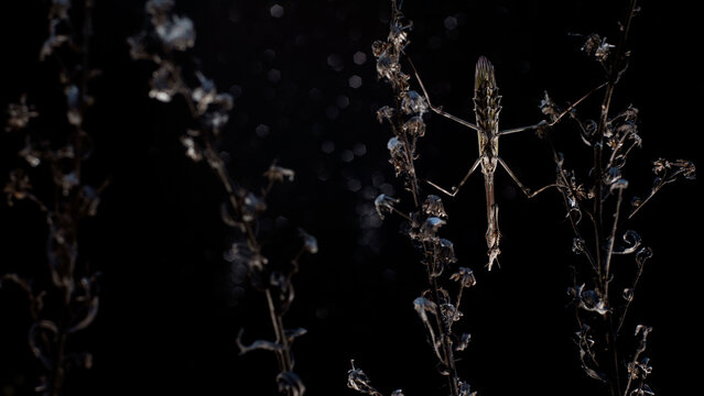 Macro shot of an Empusa pennata perched on dried plants