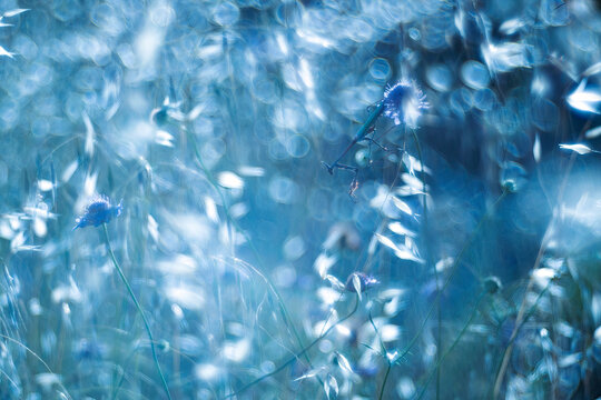 Ethereal macro shot of an Empusa pennata and flowers in gentle blue hues