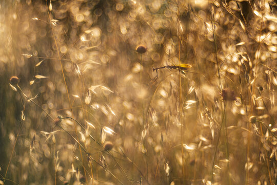 Macro photograph of Empusa pennata among golden grasses