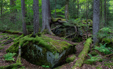 Red spruce (Picea rubens) and other trees in a remnant patch of virgin forest in the Monongahela...