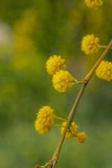 Blossom acacia tree on a green background on a summer sunny day macro photography. Wattle flower with yellow petals in summertime, close-up photo. 