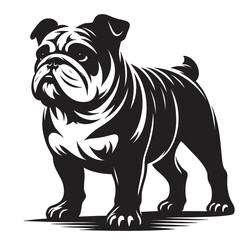 English Bulldog lap dog breed face head isolated pet animal