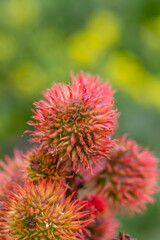 Blossom castor bean flower on a green background on a sunny summer day macro photography.  Сastor oil plant  close-up photo in summertime.