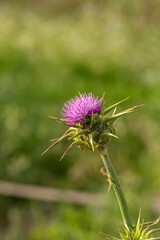 Blossom milk thistle flower on a green background on a sunny summer day macro photography.  Blessed milkthistle flower with violet petals close-up photo in summertime.