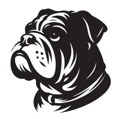 English Bulldog lap dog breed face head isolated pet animal