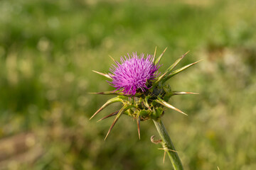 Blossom milk thistle flower on a green background on a sunny summer day macro photography.  Blessed milkthistle flower with violet petals close-up photo in summertime.