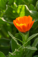 Orange pot marigold flower on a green background on a summer sunny day macro photography. Blooming ruddle flower with orange petals in summer, close-up photo.	
