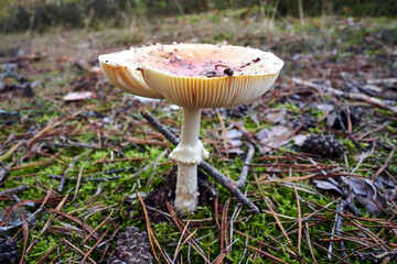 details of lamellar, inedible fungus among moss and fallen leaves in a forest during autumn