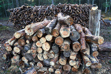 piles of wood, boughs and branches in deciduous forest in summer