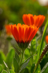 Orange pot marigold flower on a green background on a summer sunny day macro photography. Blooming ruddle flower with orange petals in summer, close-up photo.	
