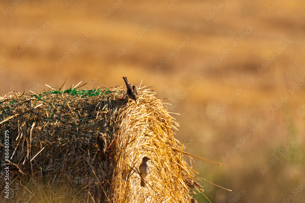 Wall mural hay bale in the field