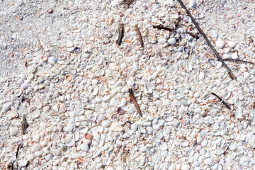 Shells covering the beach at Lighthouse Beach Park in Sanibel, Florida