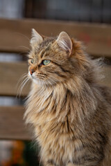 Portrait of a fluffy cat with green eyes sitting on the street. Street cat with beige fur close-up photo. Brown cat sitting on a bench.