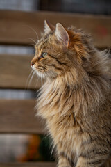 Portrait of a fluffy cat with green eyes sitting on the street. Street cat with beige fur close-up photo. Brown cat sitting on a bench.