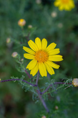 Blooming yellow daisy flower on a summer sunny day macro photo. Wildflowers with yellow petals in the meadow close-up photo. Blossom chamomile in springtime floral background.