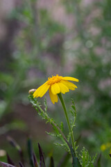 Blooming yellow daisy flower on a summer sunny day macro photo. Wildflowers with yellow petals in the meadow close-up photo. Blossom chamomile in springtime floral background.