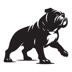 English Bulldog lap dog breed face head isolated pet animal