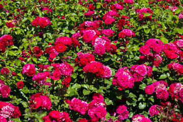 Red roses in the summer garden. Close-up. Nature background.