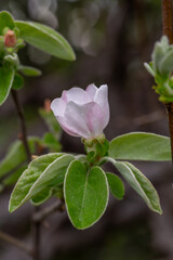 Apple blossom in springtime on a sunny day, close-up photography. Blooming pink flowers on the branches of a tree macro photography. Apple flowers on a sunny spring day.