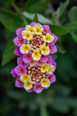 Yellow pink blossom common lantana macro photography on a summer sunny day. Little flowers close-up photo in the summer garden. A verbena plant with yellow pink petals floral background.