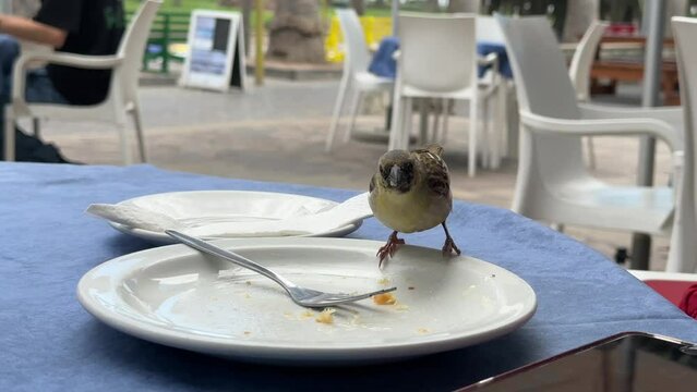 Spatz auf Tortenteller