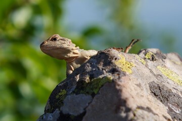 A lizard sits on a rock, its head peeking from behind the stone. It's a sunny day, and the lizard is enjoying the warmth in the wild nature.