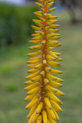 Blossom aloe vera plant on a green background on a summer sunny day macro photography. Tropical plant with yellow flower in summertime, close-up photo