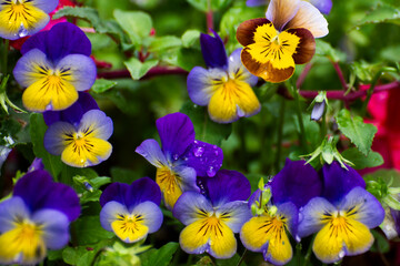 yellow and purple flowers