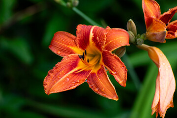 orange tiger lily