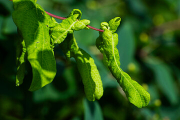 close up of a plant