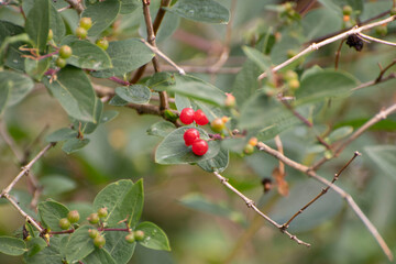 red berries on a bush