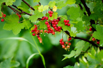 red currant bush