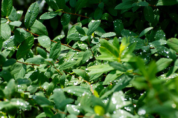 dew on the leaves