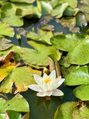 White water lily (lotus flower) in a pond with lily pads, in an English Garden.  Vertical orientation.