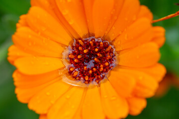 Orange pot marigold flower on a green background on a summer sunny day macro photography. Blooming ruddle flower with orange petals in summer, close-up photo
