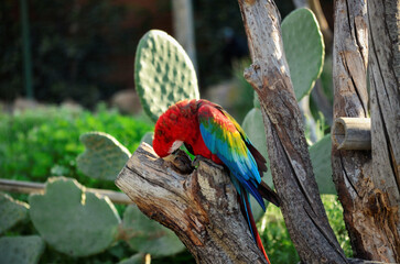 blue and yellow macaw