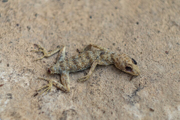 A dead gecko lizard with fallen eyes and a fallen tail lies on a concrete surface closeup, next to which ants began to gather to eat. Cleansing nature of dead animal corpses, scavengers.