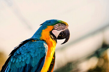 blue and yellow macaw