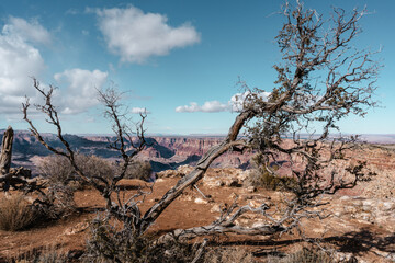 Fototapeta premium Grand Canyon Brush Two 