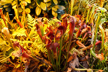 Carnivorous plant Sarracenia under phyto lamps at the greenhouse close up